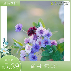 进口矢车菊种子合集 多色可选 经典系列 四季盆栽切花鲜花种子