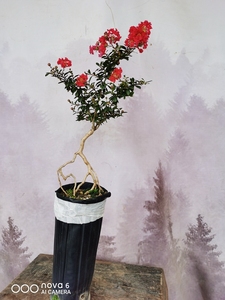 【日本紫微盆景】日本紫微盆景品牌,价格 - 阿里巴巴