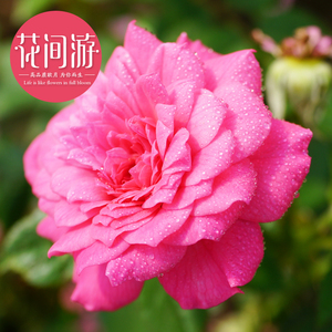 榴花秋舞月季