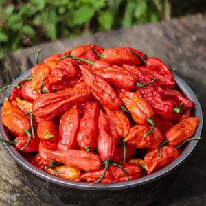 云南新鲜魔鬼椒德宏涮涮辣死神变态辣魔鬼辣椒龙息断魂椒特辣辣椒