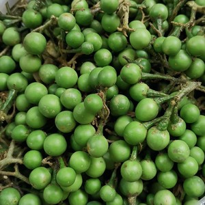 云南农家产地小苦子果 新鲜采摘撒苤撒撇苦水泰国小茄子 油煎凉拌