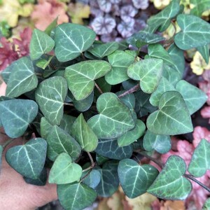 谢谢小花 心叶常春藤 心形绿叶 盆栽垂吊植物爬藤不易黄叶吸甲醛