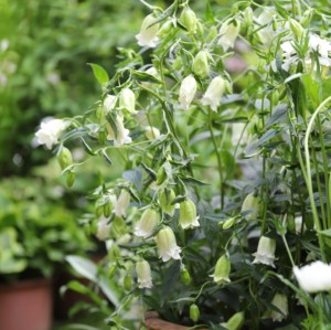 谢谢小花 黄二重 重瓣 宿根风铃草 多年生盆栽植物苗花量花园庭院