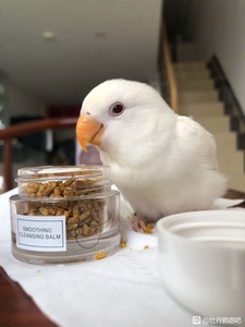 牡丹鹦鹉宠物小鸟,白桃