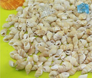 买一送一 天然贝壳海螺 迷你小米螺许愿瓶材料 黄色小海螺