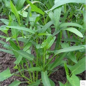 空心菜种子柳叶大叶青白梗蔬菜种子菜籽阳台种菜家庭盆栽满10包邮