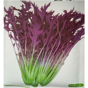 200人付款淘宝幻紫京水菜种子紫色京水菜春秋播蔬菜种子凉拌热炒涮