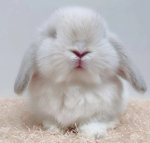短耳朵兔子是什么品种图片