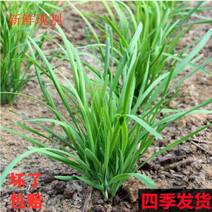 韭菜新鲜头茬头刀农家种植蔬菜3斤山东本地大棚韭菜饺子馅5斤