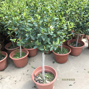 单杆含笑花苗带花苞室外阳台四季开花浓香耐寒绿植盆栽花卉树苗