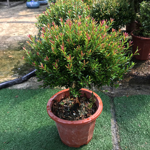 四季常青红杨黄杨金丝楠木小叶赤楠观赏盆景耐寒耐热植物阳台室外