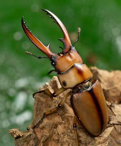 【售馨】两点赤锹形虫 锹甲 幼虫 成虫