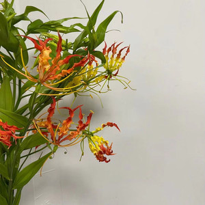 嘉兰国产火焰兰鲜切花红色上海鲜花速递家用瓶插江浙沪皖两扎包邮