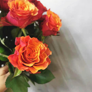 伊斯班纳玫瑰鲜切花稀有颜色鲜花速递家用瓶插江浙沪皖两扎包邮