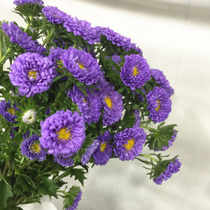 小翠菊鲜切花上海直发鲜花同城速递家用瓶插花艺江浙沪皖两扎包邮