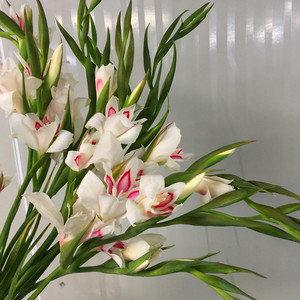 剑兰苍兰鲜切花上海同城鲜花速递小清新家用瓶插江浙沪皖两扎包邮