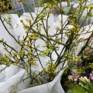 麻雀 新鲜灯台 果枝鲜花鲜切枝 家居装饰花材 家庭用花顺丰全国