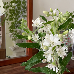 全国白色鲜切花