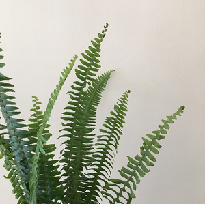 绿叶材 排草 鲜花绿色辅材配花鲜花速递江浙沪皖包邮 一扎/10枝