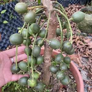 木奶果 三丫果  泰国甜木奶 蓝白甜木奶  盆栽植物