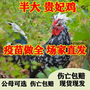 半斤正宗贵妃鸡活苗纯种贵妃鸡小鸡活苗脱温鸡散养鸡半大青年土鸡