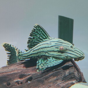 秘鲁绿皮皇冠豹 南美观赏鱼异形鱼 啃木神器