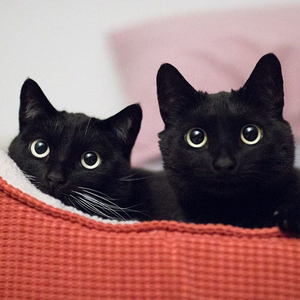 孟买猫活体幼猫纯种招财僻邪猫黑猫玄猫宠物小猫咪纯黑色家养幼崽