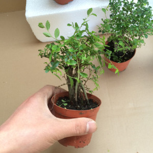 小叶榔榆盆景造型榆树盆栽办公室内绿植物庭院造型小苗不带叶子