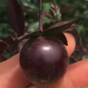 j66--j75号紫阳金丹金弹子客厅书房血红果葫芦花生果