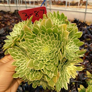翡翠冰法师一物一拍多肉植物粉女巫美杜莎红覆轮万圣缀化法师手捧