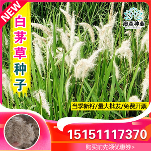 野生茅草种子 白茅根草种子 白茅草种子 白茅花丝茅花白茅根种子