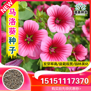 50玛西德公司淘宝【marseed火星家】整包 30 粒马洛葵种子籽孑  ha