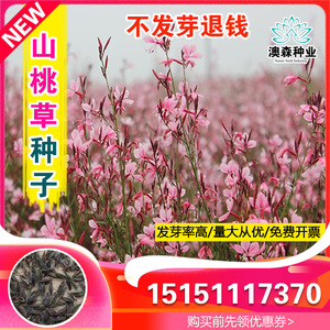 新品紫叶千鸟花山桃草种子四季庭院盆栽阳台庭院盆栽花种籽子易活