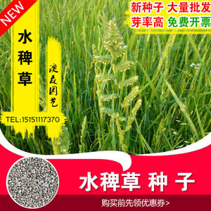 水稗草种子稗子种稗草养鱼养虾牛羊马牧草种籽水生地栽种家禽饲料