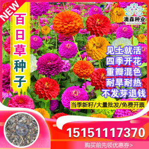 百日草种子花园种籽四季种植花种子室内盆栽春夏秋冬室外波斯菊花