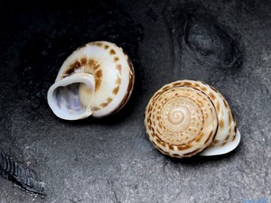 平齿小坚螺 海南 蜗牛壳 陆贝 贝壳收藏 装饰 随机发 ibrahin玩物