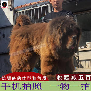 纯种藏獒幼犬出售活体宠物狗仔巨型狮王长毛红色家养凶猛大型包邮