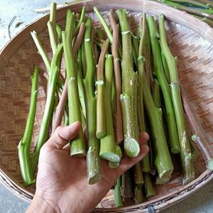 新鲜刺笕菜梗红笕菜梗带刺新鲜假笕梗汉菜霉笕菜臭豆腐卤原料5斤