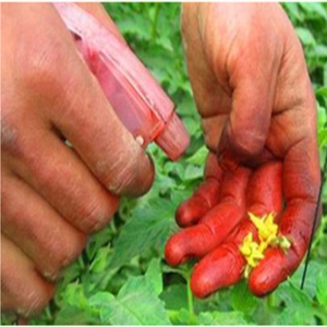 番茄 点花药 番茄美灵 西红柿 蘸花药 沾花 防落素 番茄坐果王