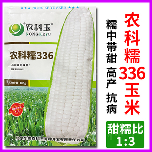 国审农科糯336玉米种籽白甜糯粘玉米种子高产特大白糯黏玉米种孑