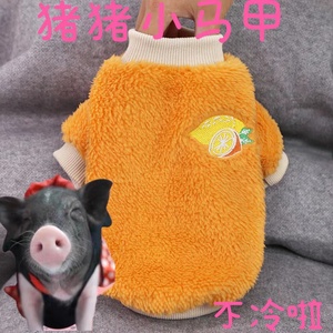 小香猪秋冬保暖衣宠物猪猪保暖用品衣服喜庆服饰冷天气宠物用品
