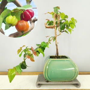 巴西红果老桩提根造型盆景绿植灯笼果番樱桃花果盆栽庭院阳台别墅