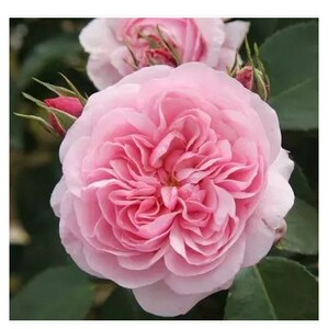 【青轩园艺】 欧月 灌木 larissa 拉里萨 月季 扦插盆栽小苗