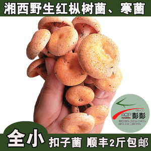 现货枞菌新鲜野生菌蘑菇枞树菌寒菌三九菇重阳菌雁鹅菌500g扣子菌