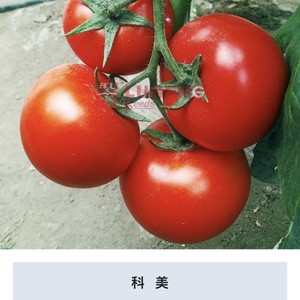 00寿光华迈种业有限公司淘宝广东绿亨迷彩番茄种子 进口紫红黑绿