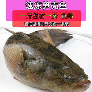 超低温活冻笋壳鱼进口冷冻水产虎头鱼呆子鱼一只一斤左右