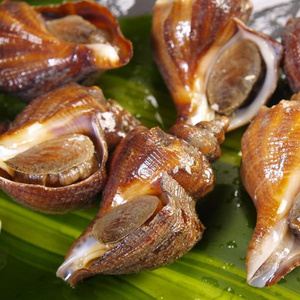 鲜活小红螺 花螺贝壳海鲜水产鲜活大海螺