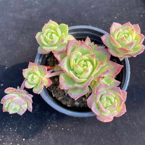 阳光雨露 梅丽格翡翠塔多肉植物 群生多头单头带侧芽 一物一拍