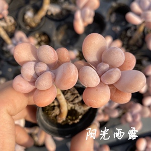 橙雪球老桩