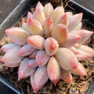 多肉 樱桃 一物一拍 新品杂交多肉植物 阳光雨露多肉